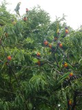 Vogels!