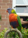 Mooie vogel :-)