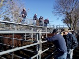 Gundagai cattle sale