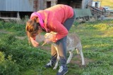 Lambie het lam :-)