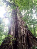 Mooie boom in de Mossman Gorge