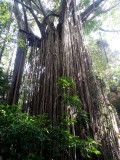 Curtain Fig