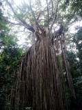 Curtain Fig