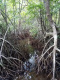 Mangrove