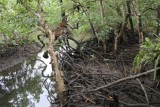 Mangrove