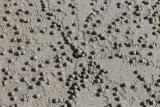 Zoek de krab