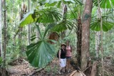 Mooie palm