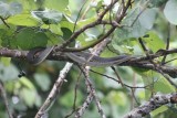 Boomslang