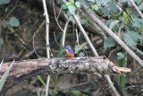 Kingfisher