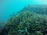 Great Barrier Reef