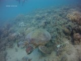 Gezwommen met een zeeschildpad