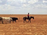Walking cattle