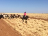 Cowgirl Kelly in roze