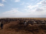 Cattle in the yards