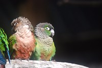 de pyrrhura's waren ook aanwezig