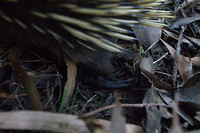 Echidna pootjes! Lopen om de knokkels!