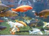 aquarium