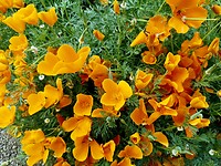 Oranje boven in Frankrijk