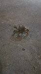 Krab op het droge!