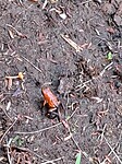 De dark poison frog