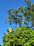 Mangoboom met hangende nesten van vogels