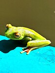 Crystel green frog