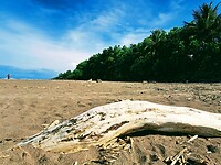 Caraibische kust, het schildpadden strand
