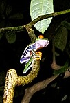 De Red eye frog