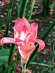 En al die mooie bloemen 'gewoon' in het parkje van ons hotel