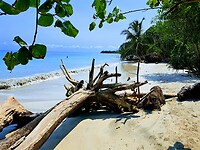 Dode bomen vormen een mooi tafereel op het strand
