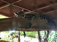 Wilde kat ligt ozo lief te slapen maar ondertussen...