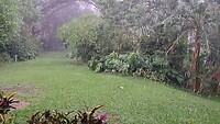Tropische regenwouden bui