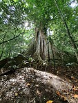Ficusbomen zijn hier enorm groot