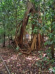 Je kunt zo door deze ficusboom heen lopen