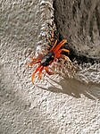 Minikrab voor onze deur