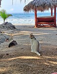 Poes relaxed hier ook tijdens ons ontbijt aan zee