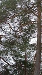 Eekhoorn