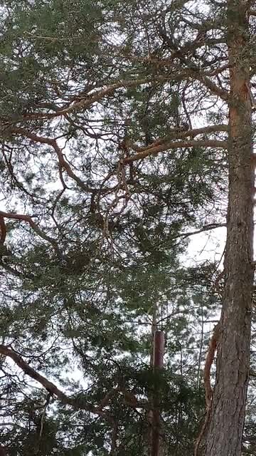 Eekhoorn
