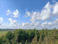 Viiki (1)