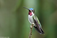 colibri_de_pico_largo_04