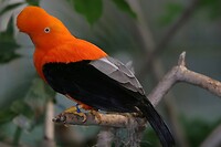 Rupicola_peruviana_(male)_-San_Diego_Zoo-8a