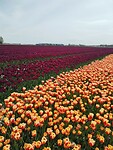 IMG-20240414-WA0207
