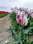 IMG20240414105124