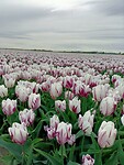 IMG20240414105818