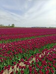 IMG20240414121251