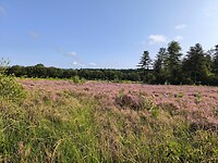IMG_20240817_095653