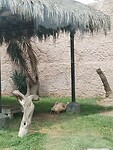 IMG_20241006_105412