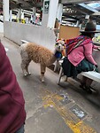 IMG_20240927_135214