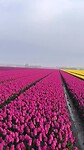 VID_20250421_082454