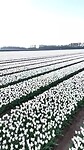 VID-20250421-WA0038